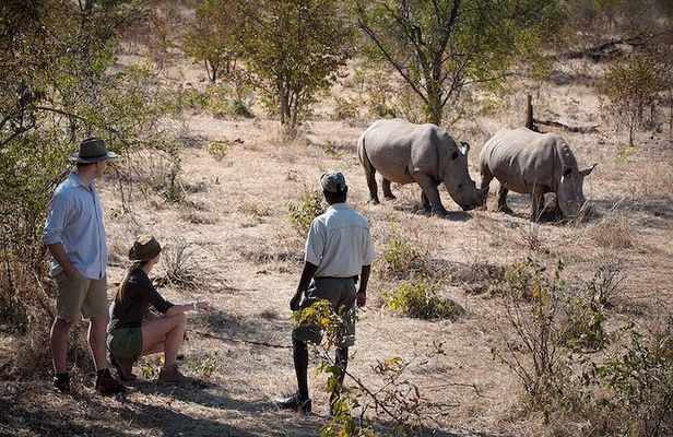 Private Rhino Walking Safari Experience from Livingstone