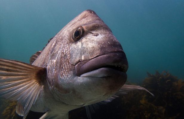 Guided Snorkel Experience, Advanced