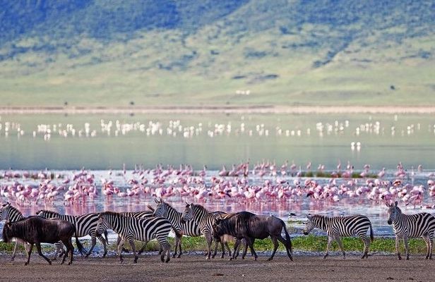 Lake Elementaita Guided Flamingoes Day Tour from Nairobi