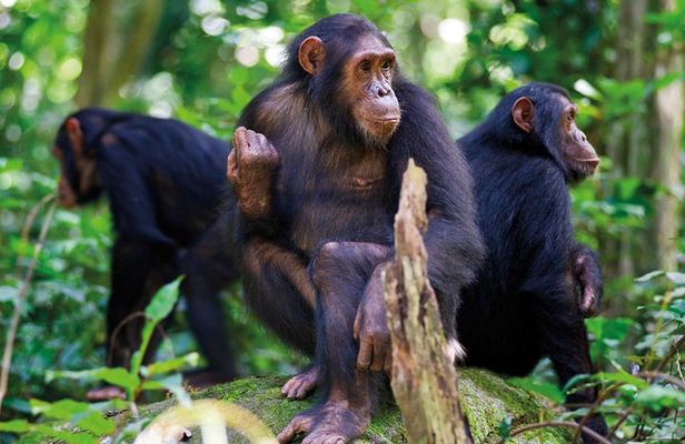 2 Days of Chimpanzee Trekking - Nyungwe National Park