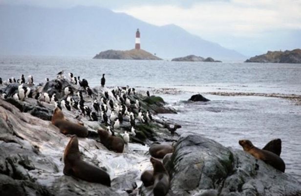 Beagle Channel Navigation Penguin Colony 