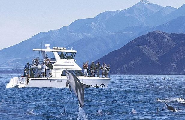 Kaikoura Swim with Dolphins Tour from Christchurch