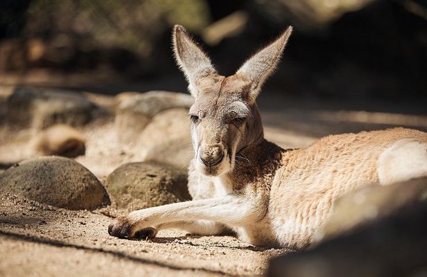 Sydney Taronga Zoo's Aussie Backyard Adventure Tour
