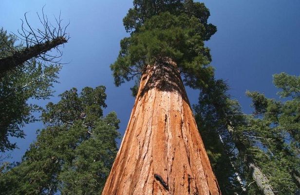 Sequoia National Park Adventure from Tulare