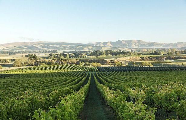 Waipara Wine Experience for 2 or more, inc tastings and lunch