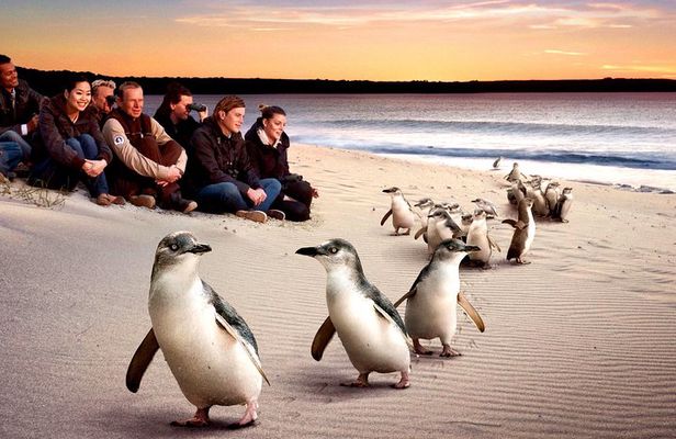 [Private Tour] “Penguin Parade” Phillip Island Tour. 