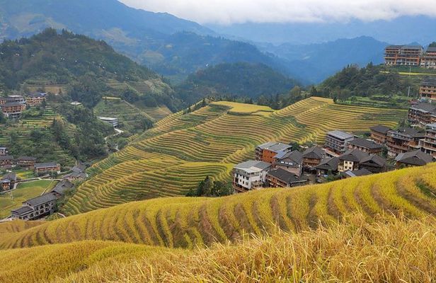 Guilin Tea plantation and Longji Rice Terraces Day Tour from Guilin hotel