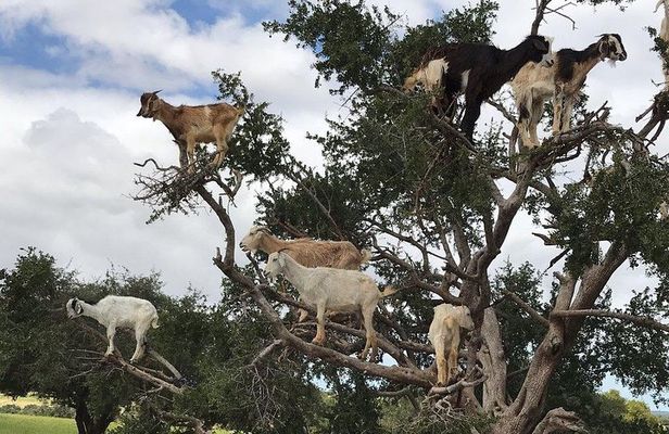 Goats climbing the trees