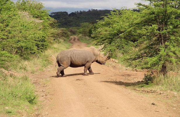 Nairobi National Park Private Safari