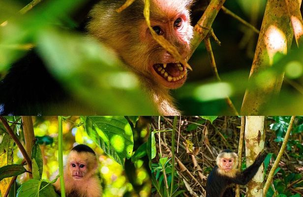 Monkey tour.