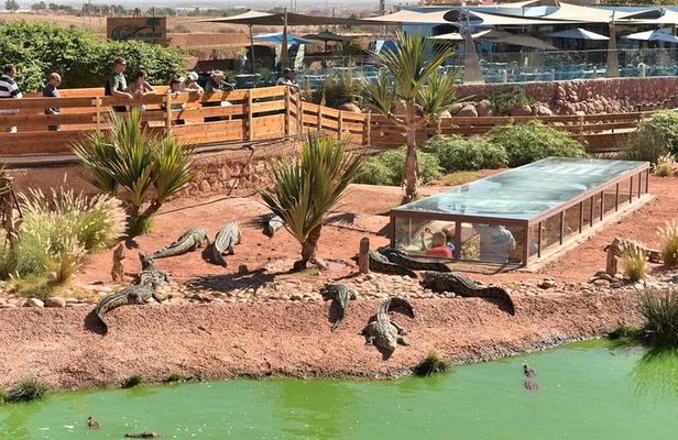 Agadir 3-in-1 Tour: Goats on Trees Souk El Had Crocoparc Tickets