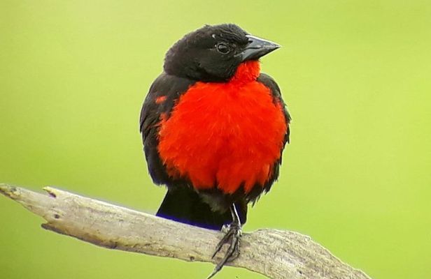 Cloud Forest Adventure: Hike the Mystical Canopy!