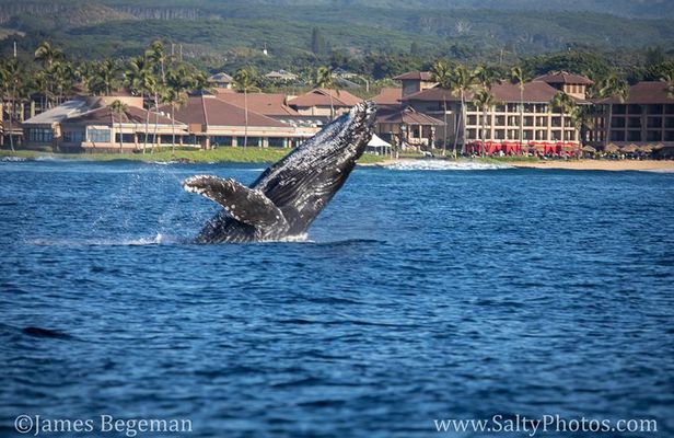 Kauai's Ultimate South Side Whale & Dolphin Zodiac Boat Adventure