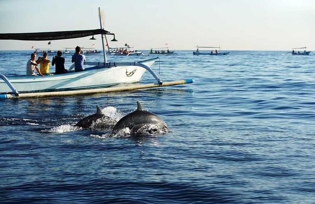 Dolphin Discovery: Exploring the Wild Habitat in North Bali