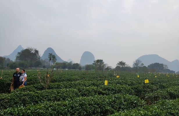 Half-Day Guilin City Tour: Reed Flute Cave and Tea Plantation