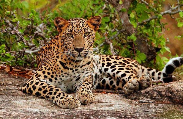 Yala National Park Safari - Private Tour