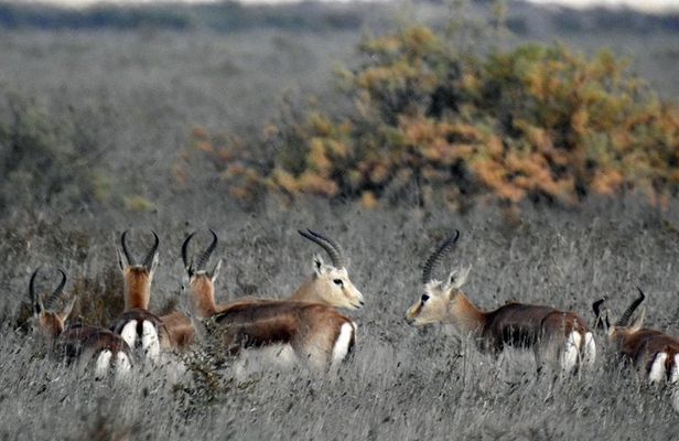 Shirvan National Park Tour