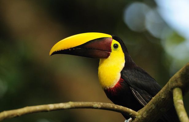 Bird Watching Arenal Oasis