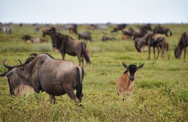 5 Day Serena Luxury Tanzania Safari