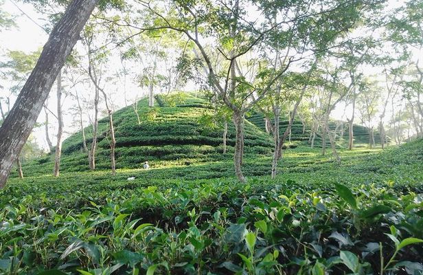Srimangal nature tour in forest and tea garden