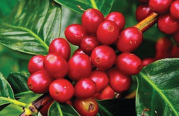 Coffee Farm Tour : Coffee Tasting, Coffee Ceremony, Coffee Plantation visit