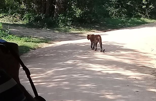 Yala Safari From Kaluthara - Bantota - ahaungalla -Hikkaduwa - And Surround