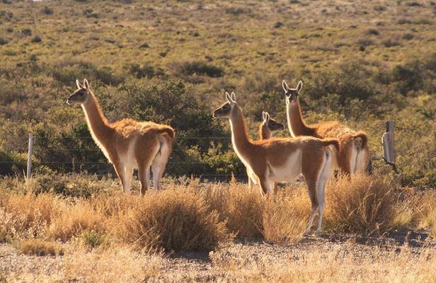 Peninsula Valdes, Full dayTour or Shore Excursion