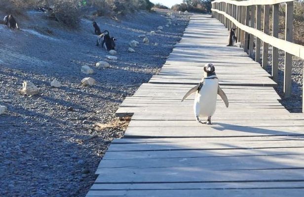 Punta Tombo - Full day tour or Shore Excursion