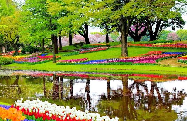 Private Half-Day Trip From Amsterdam to The Tulip Fields in Keukenhof