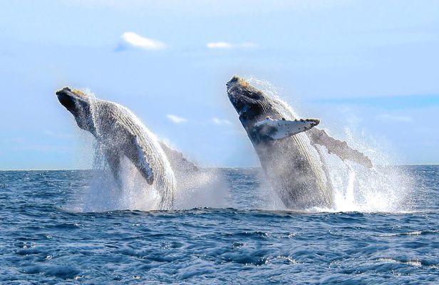 Whale Watching Experience