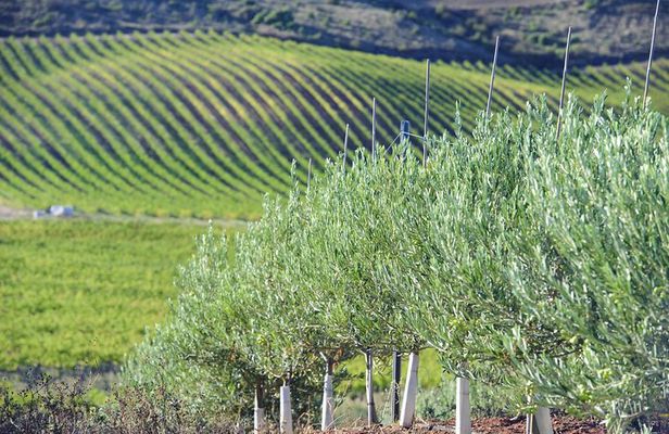 Olive oil and Navarre winery visit with tastings and lunch in small group tour