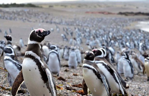 Punta Tombo Shore Excursion w/box Lunch(Shared tour for cruises) 