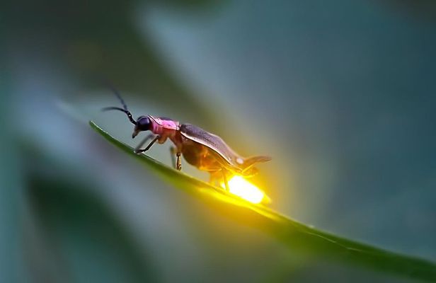 Sic - Kuala Selangor Firefly Tour 