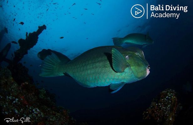 Day Trip Snorkeling in Tulamben - Explore Liberty Wreck (pick up in South Bali)