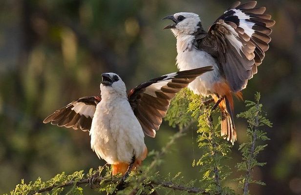 4 Days Private Migration Midrange Safari