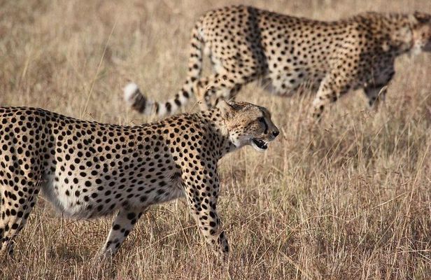 5 days Serengeti Wildebeest Migration Safari