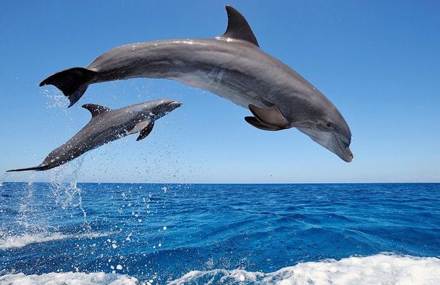Dolphin Tour - Waterfall - Wanagiri Hill - Temple on the Lake - Free WiFi