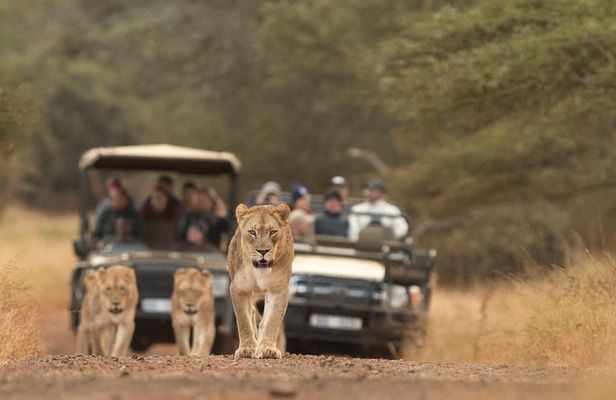 Durban: Go on Safari at 2 Game Reserves (Hluhluwe-Imfolozi) Pro Zeiss Binoculars