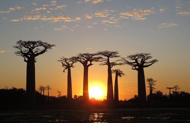 Madagascar 7 Days Baobabs and Lemurs Tour