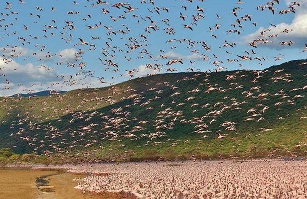2 Days Lake Elementaita National park Safari