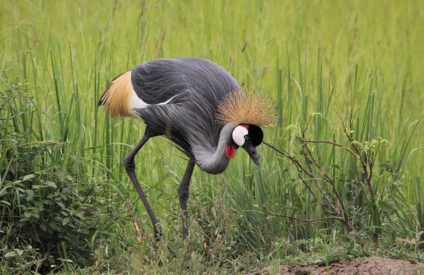 3 Days Masai Mara Wildlife private safari - Mid range budget
