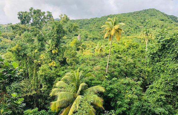 St Kitts Rainforest Tour