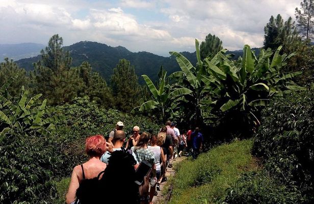 Craighton Blue Mountain Coffee Tasting & Farm Tour from Port Royal Cruise Port