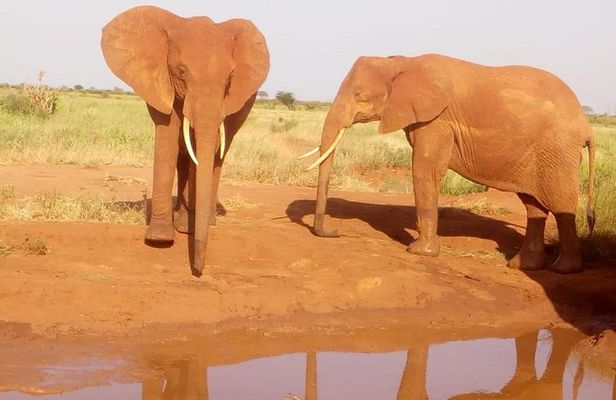Safari-Tsavo east national park -2 days 1 night