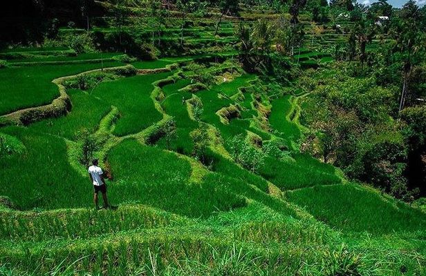 Tete Batu, Rice Terrace View with Waterfall, Original Lombok Tour