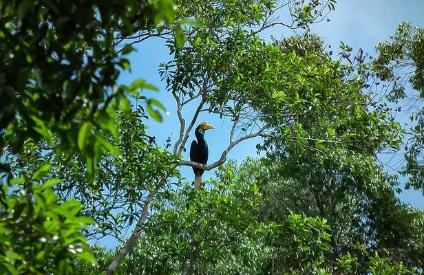 North Sumatra & Barumun Nagari Wildlife Sanctuary program