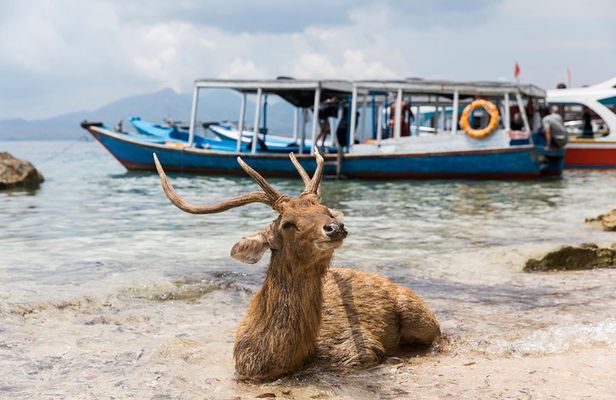 Snorkeling & Trekking at West Bali National Park