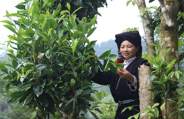 Immerse yourself in the authentic live of Dao Tien people 2D1N