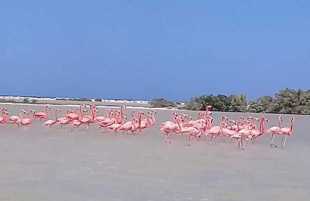 Private Tour: Pink Flamingos, Maya Temples and Ek Balam