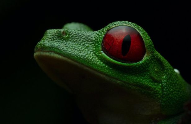 Manuel Antonio Herping Night Tour (Reptiles and Amphibians)